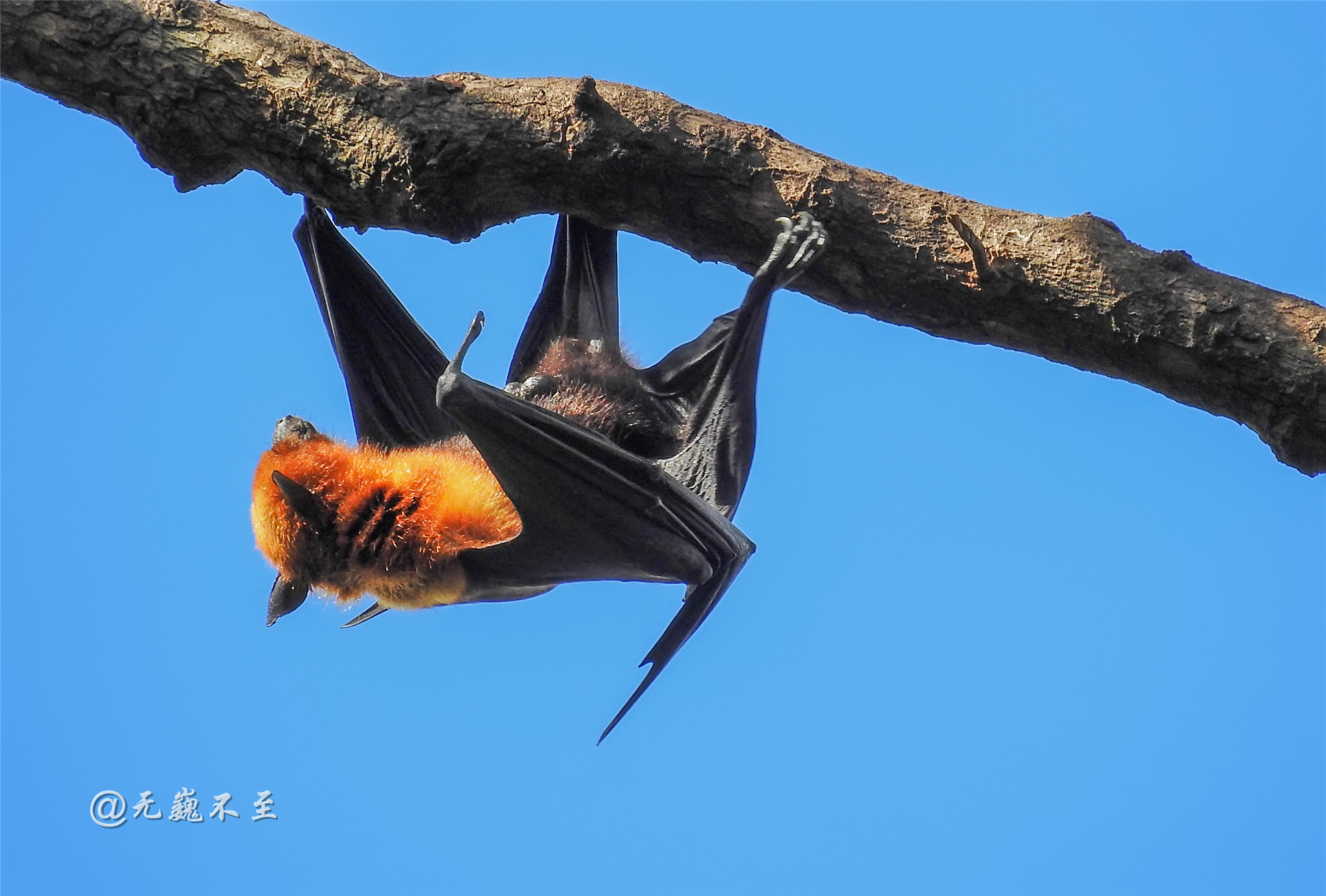 尖嘴猴腮肋生双翅它们是世界最大的蝙蝠