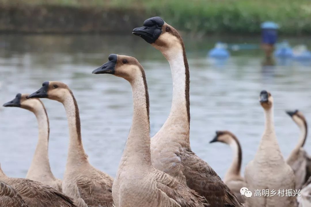三洲黑鹅化身百菜式浓浓年味