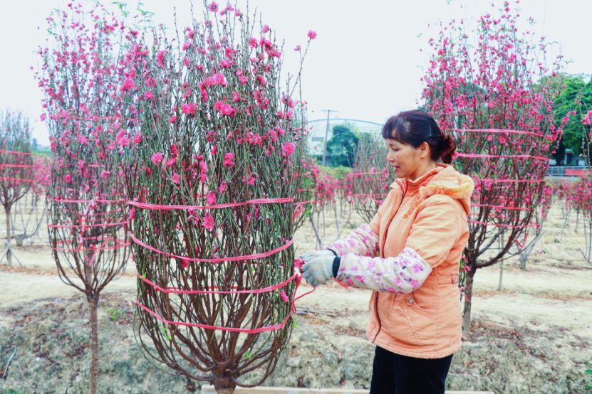 新春走基层 |守望桃花田,狮山沙水村民生活越来越红火_游美兴