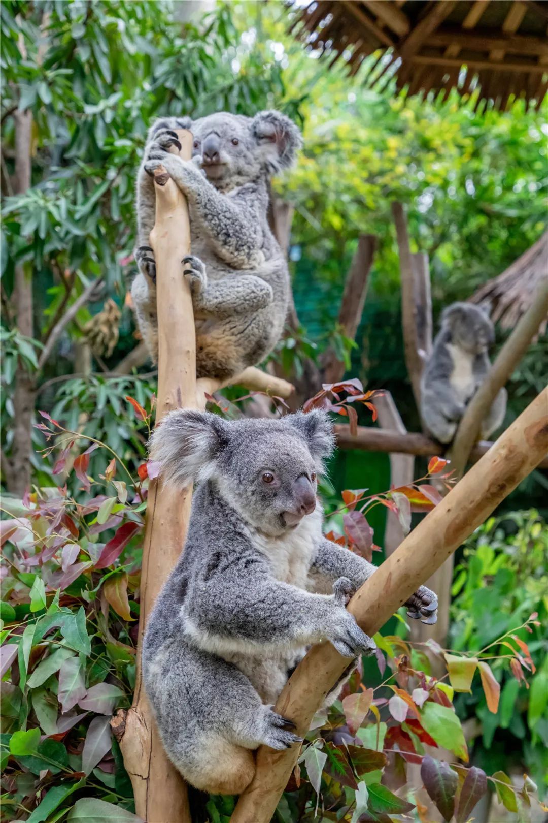 救助澳洲动物长隆在行动