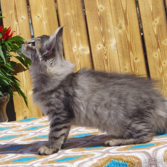 天然猫类,半长毛猫,顽皮可爱的喵咪,在国内人气