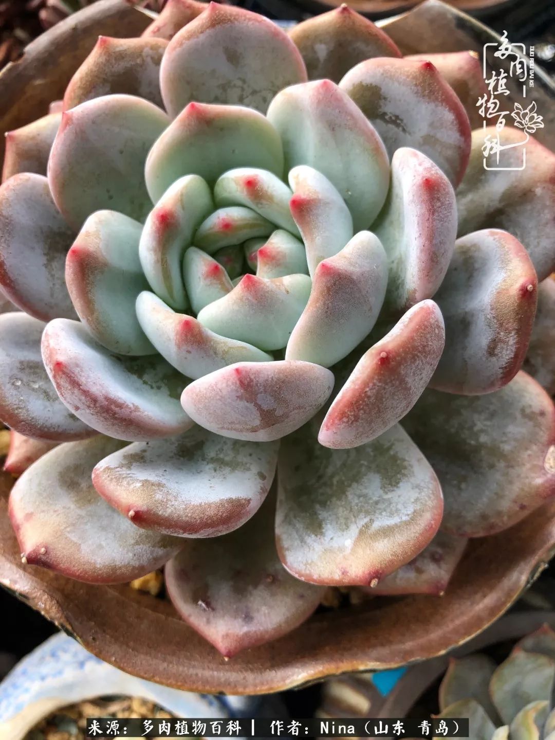 面对残酷的现实是多肉治愈了我迷茫的未来