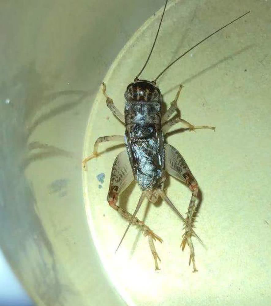 蟋蟀蟹壳青颜色的图片图片