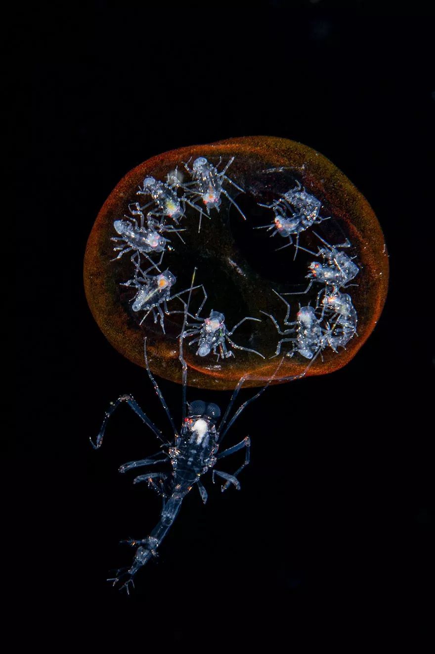 海洋艺术水下作品欣赏