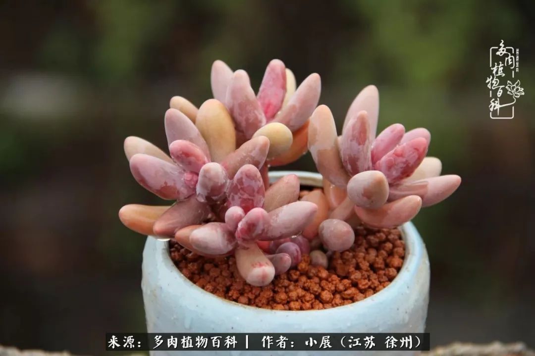 又一盆糖果奶桃蛋所罗门虞美人苹果美人鸡蛋美人乌克拉拉糖果美人糖果