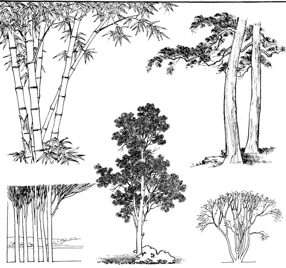 练完这些植物手绘麻麻再也不用担心我画不好风景手绘啦