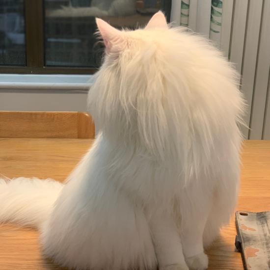 天然猫类,半长毛猫,顽皮可爱的喵咪,在国内人气