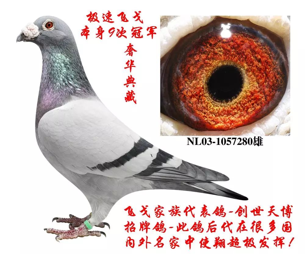 此鸽被欧洲几位强豪命名"speedy figo"译为"极速飞戈"的称号,名鸽飞戈