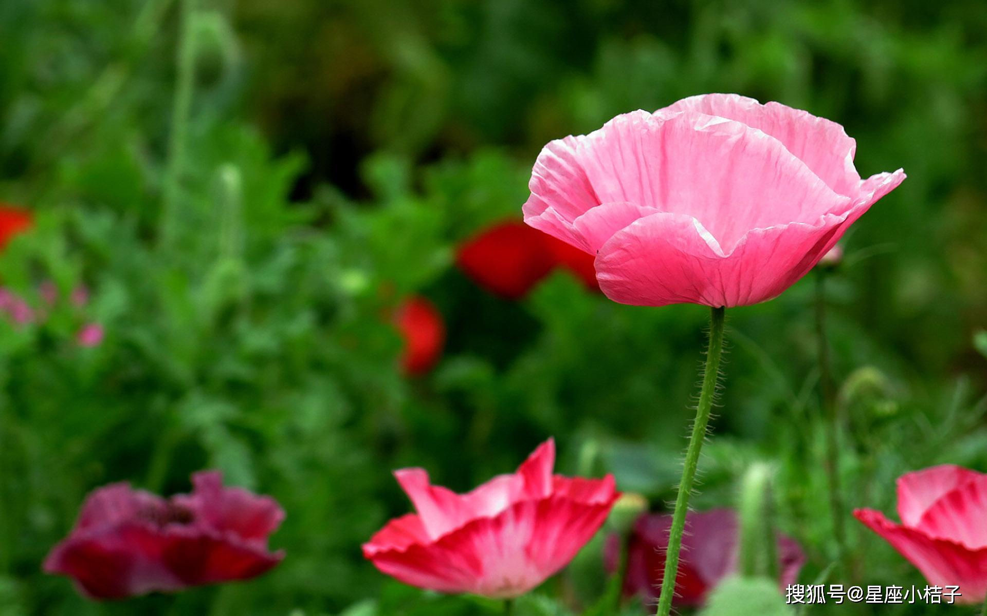 2020年好运连连,大吉大利,财运一飞冲天的四大生肖