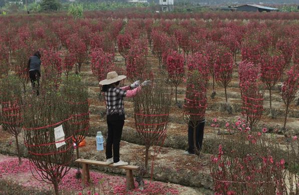新春走基层 |守望桃花田,狮山沙水村民生活越来越红火_游美兴
