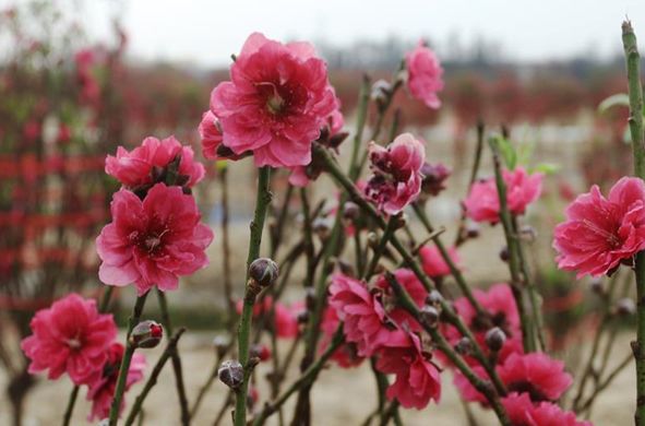 新春走基层 |守望桃花田,狮山沙水村民生活越来越红火_游美兴