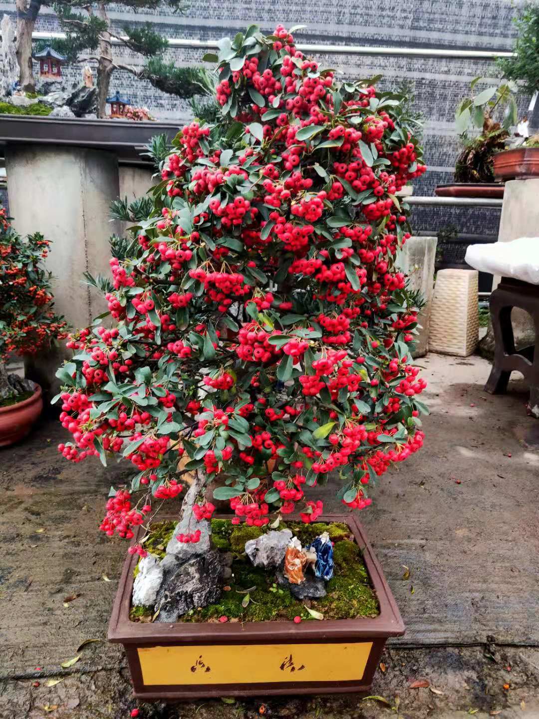 冬天可赏的不止梅花,还有满堂红!