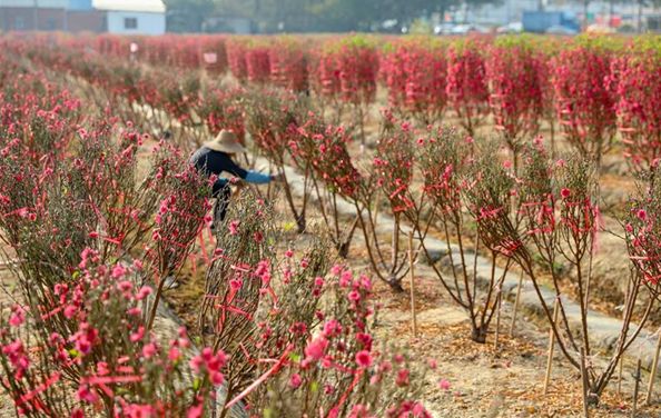 新春走基层 |守望桃花田,狮山沙水村民生活越来越红火_游美兴