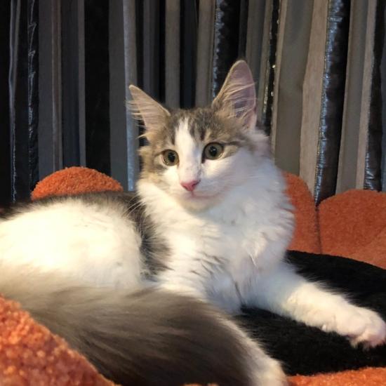 天然猫类,半长毛猫,顽皮可爱的喵咪,在国内人气