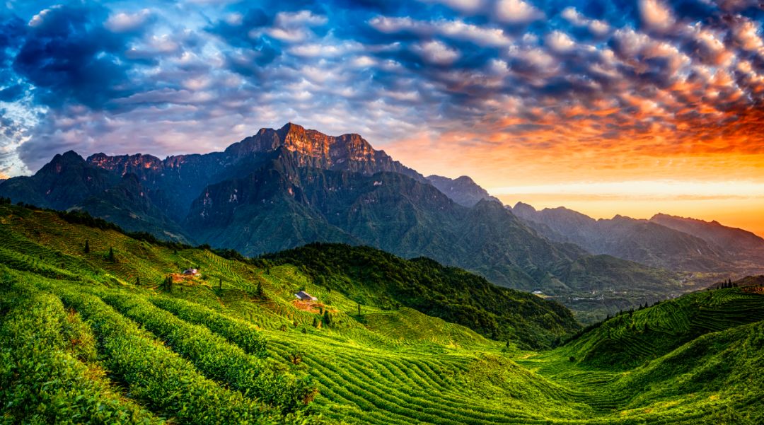 峨眉有好茶兴业富一方记四川省峨眉山市现代农业产业园