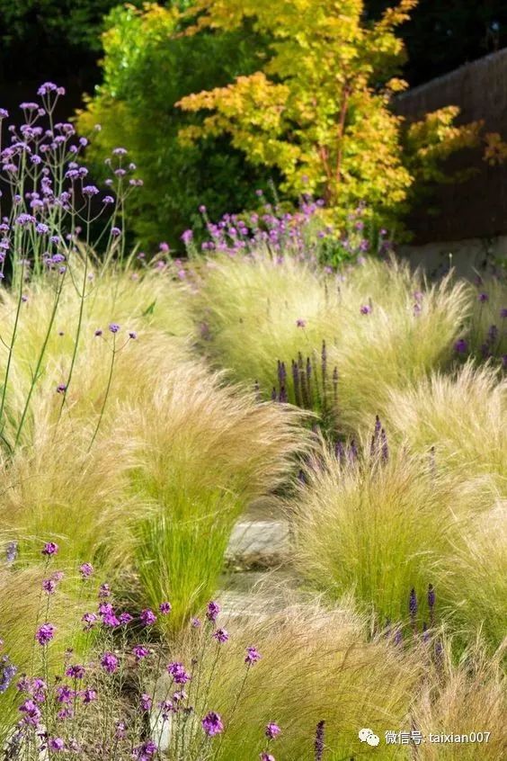 院子里种草不用打理居然都这么美200例景观草设计