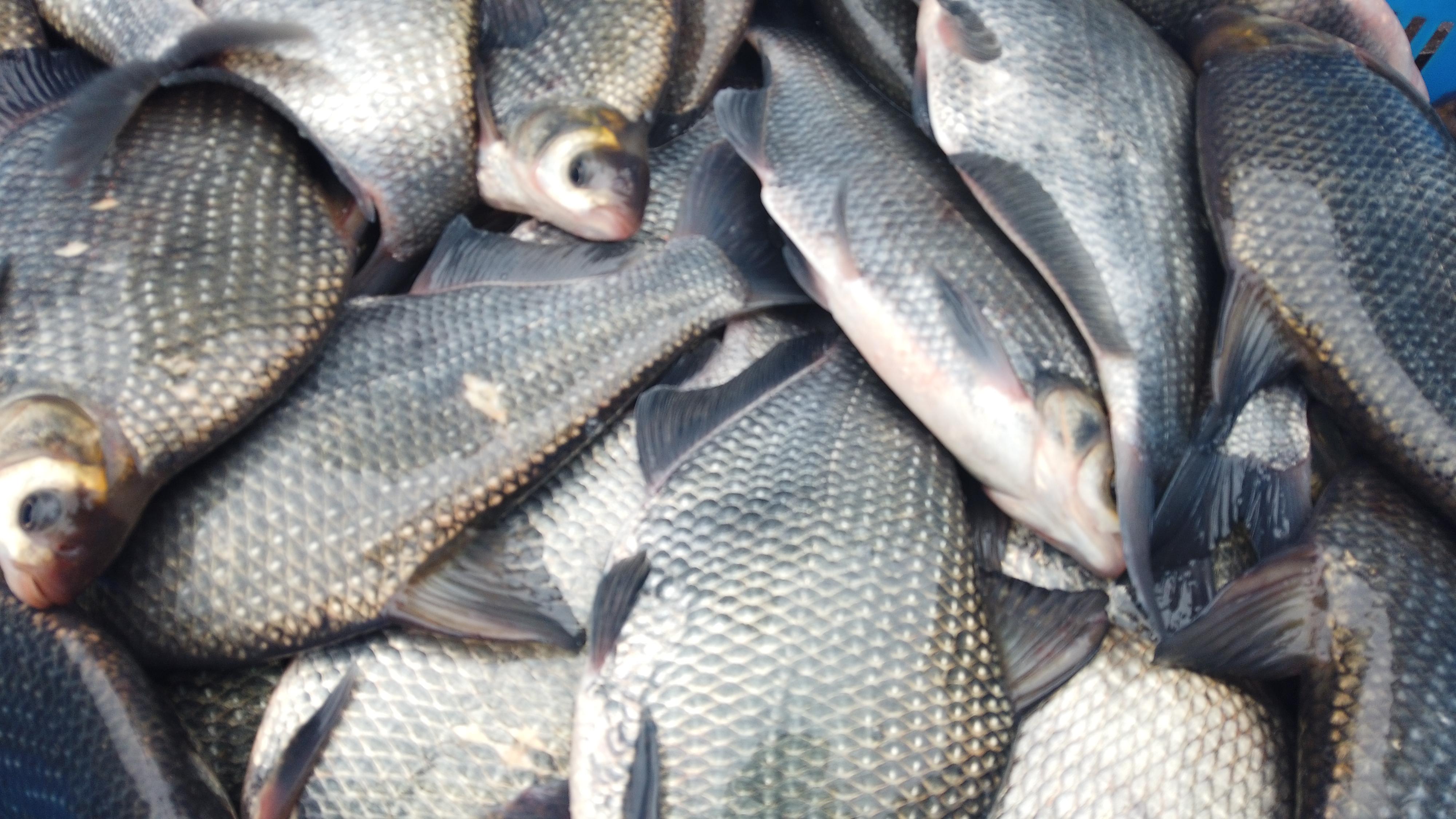 大数据支撑市场供应 上海淡水鱼供应充足