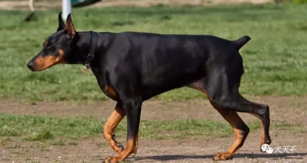 是一种非常强壮的犬,它们有着闪亮的黑褐色被毛和完美的肌肉,大部分