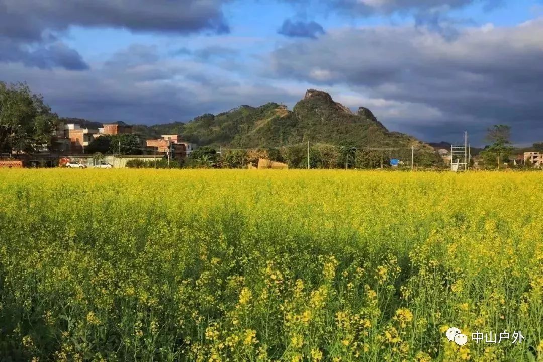 1月28日英德唐屋赏千亩油菜花田盛情绽放浈阳坊火车小镇观民国复原