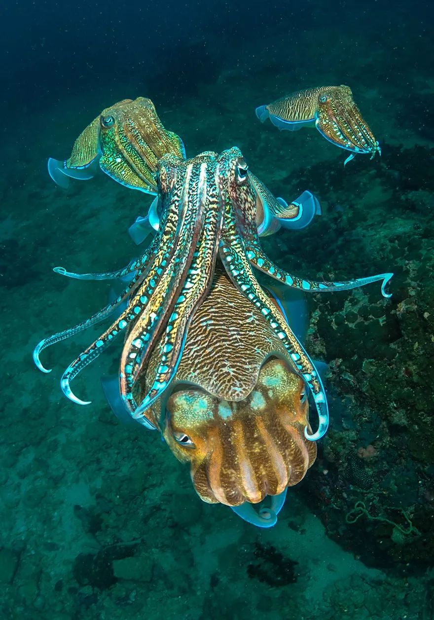 海洋艺术水下作品欣赏