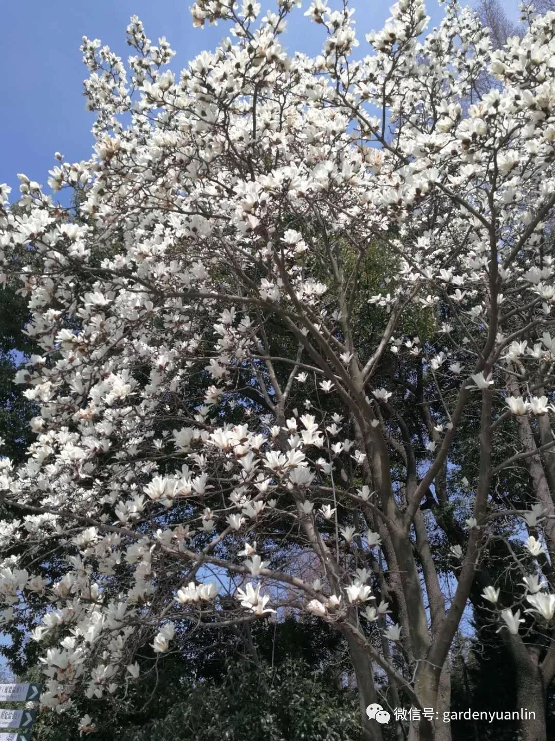 上海師範大學,上海動物園,宛平中學等相繼把白玉蘭做進logo,校徽