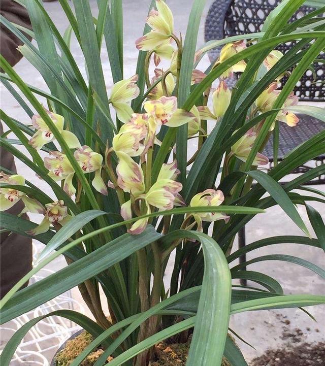 兰花春剑怎么养?记住"3招",根系壮,花更多,苗更旺,开爆盆