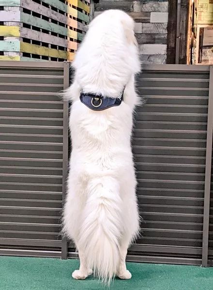 狗子趴在墙头,却被人当成了独眼怪兽,近看才明白!_项圈