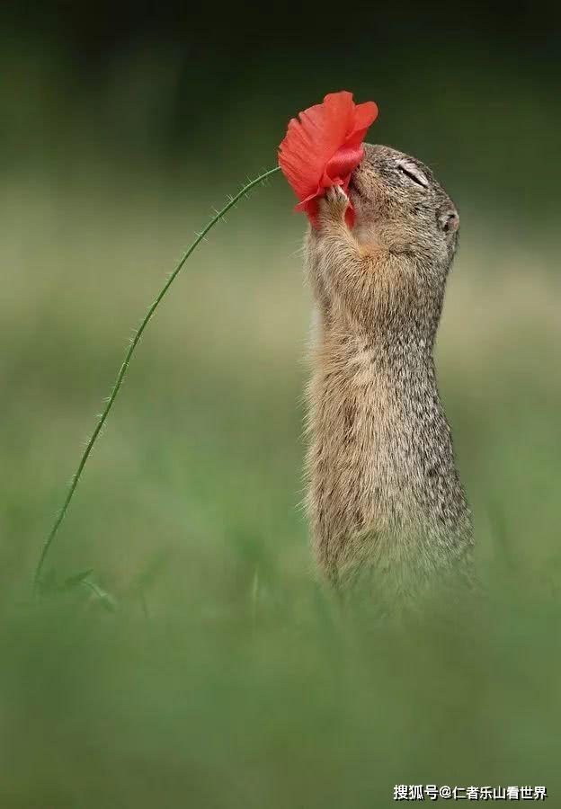 小松鼠闻花照居然是出自奥地利摄影师之手画面太和谐了