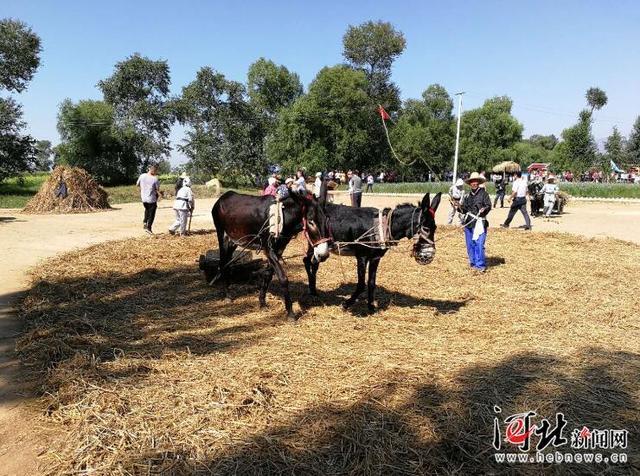 东北风情:五谷丰登的盛宴——打谷场_农村
