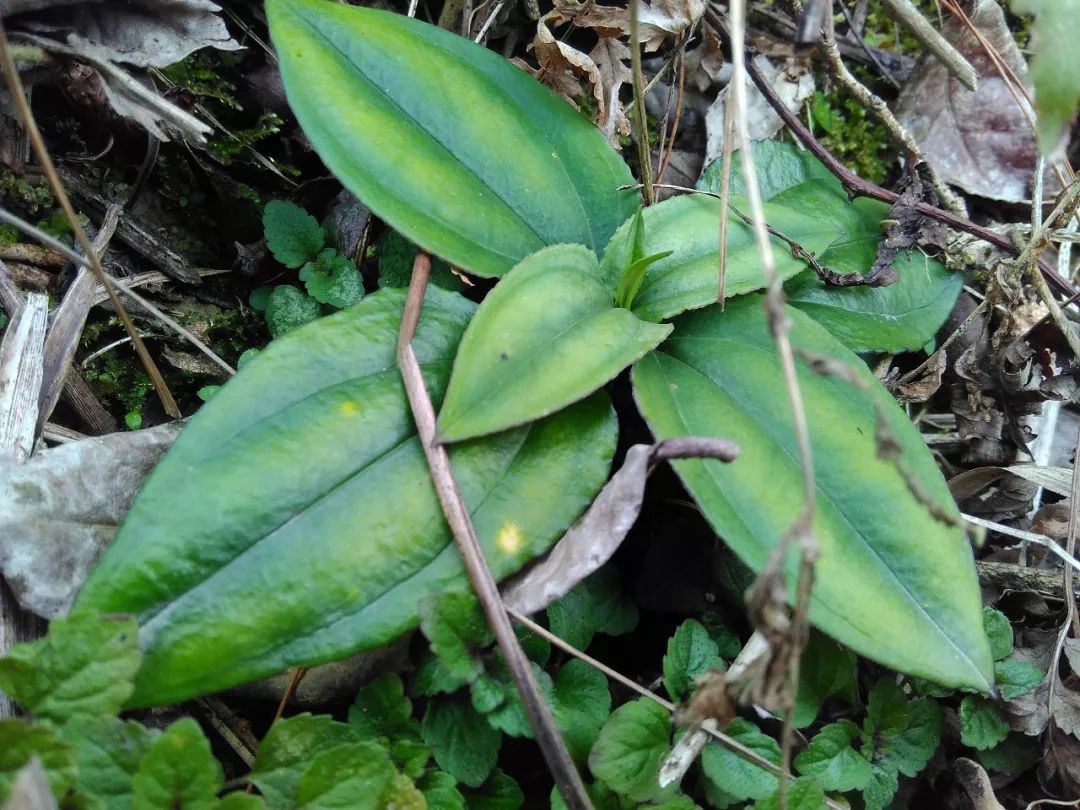 往前走,去年见过的寒莓不见了踪迹,倒是找到了猕猴桃的亲戚.