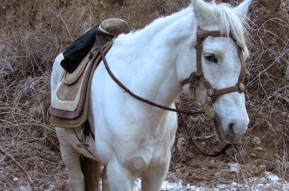 西游记拍完后白龙马去了哪里