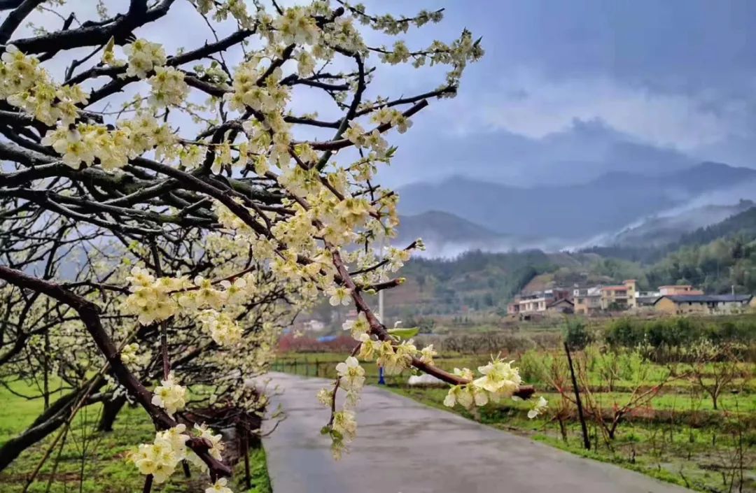 广东乐昌九峰桃花节图片