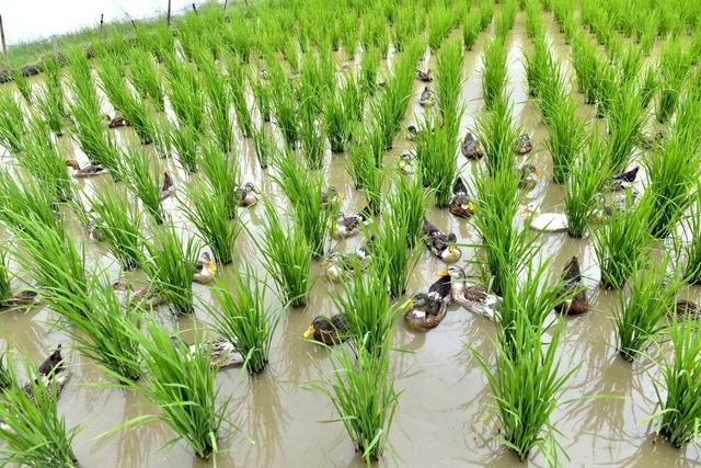 稻田養鴨好處多水稻與鴨互利共生輕鬆獲取稻鴨雙倍收入