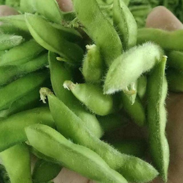 毛豆好品种早熟高产抗病抗倒伏三粒荚居多
