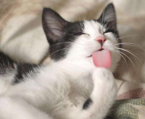 春节了,不自己动手给家里的猫主子做个营养加餐吗?_猫咪
