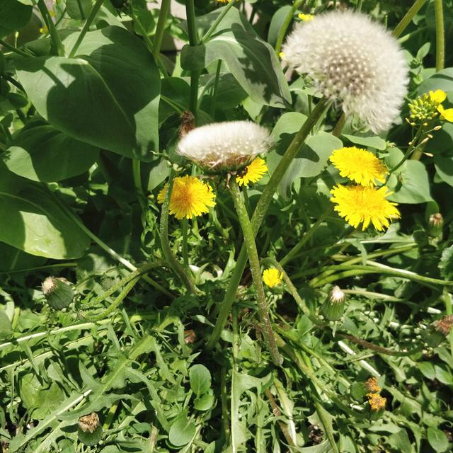 日光温室药食同源蔬菜蒲公英长季节栽培亩纯收益可在4万元以上