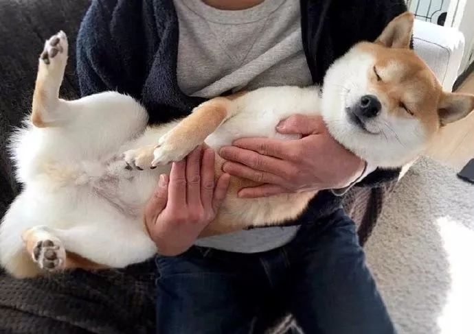 柴柴超喜欢被铲屎官公主抱网友这养的是个女朋友吧