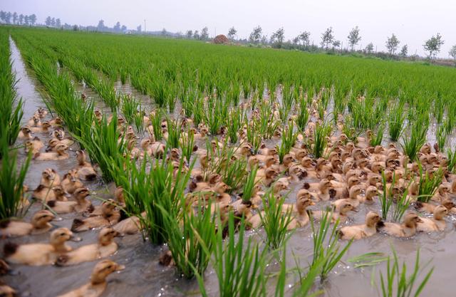 稻田养鸭好处多水稻与鸭互利共生轻松获取稻鸭双倍收入