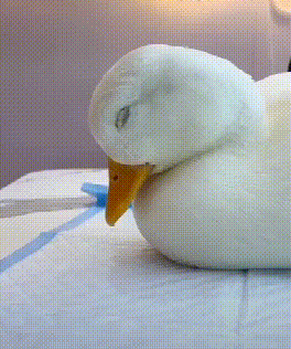 264_316gif 动态图 动图