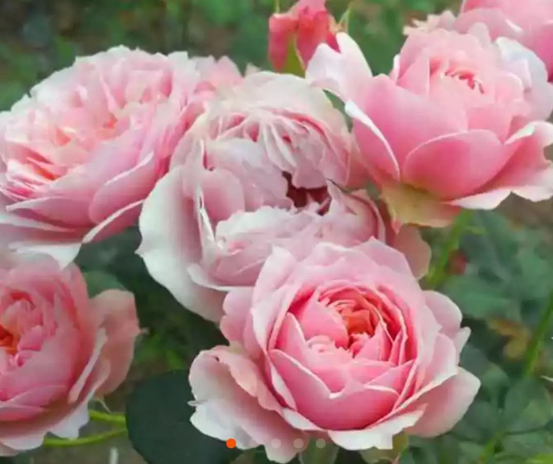 每日一花世霸月季开花粉嫩色有温和淡香