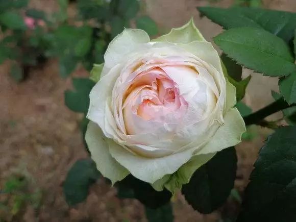 每日一花67幻彩月季花色为淡绿和淡粉结合