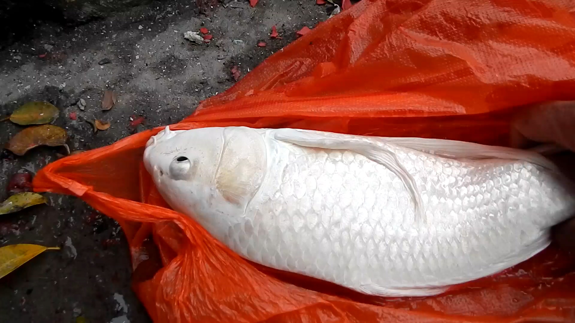 珍珠白蝴蝶鲤白光片片金麟甲微笑盈盈回归大自然