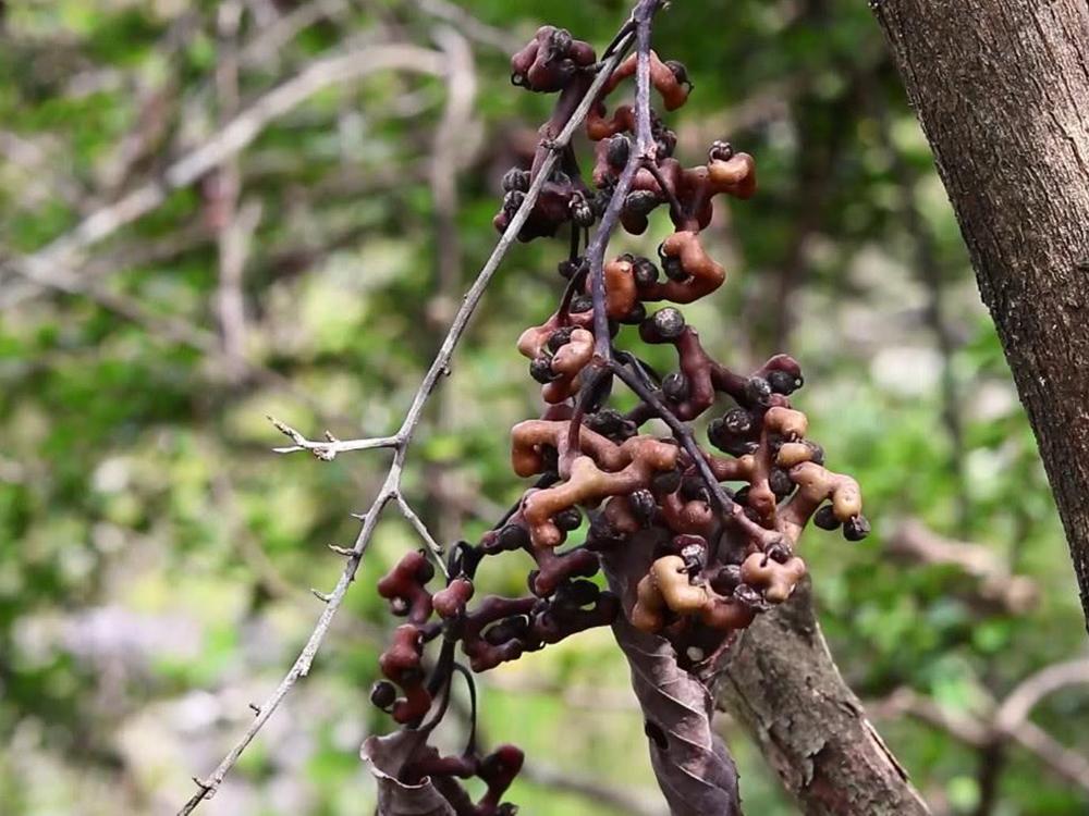 原创南方冬季特有野果,儿时农村娃当糖吃,如今30元一斤春节最好卖
