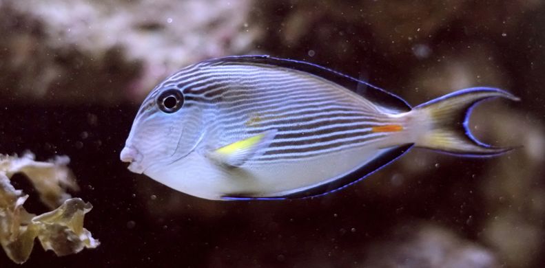 每日一鱼红海骑士全身有白色的细纵纹