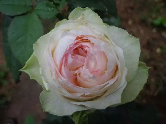 每日一花67幻彩月季花色为淡绿和淡粉结合