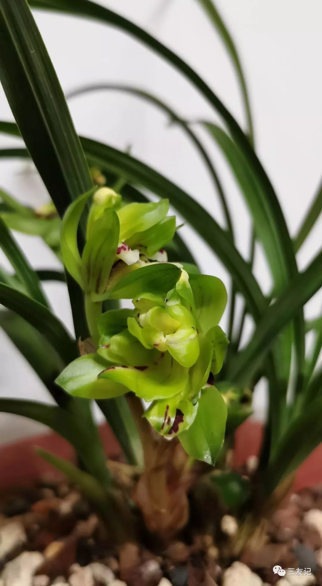 七十二花信 | 大寒二候:兰为王者香_兰花