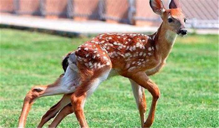 核鹿手,除了人类胎儿畸形之外,还有诸如猪牛先天畸型,鸟禽畸形