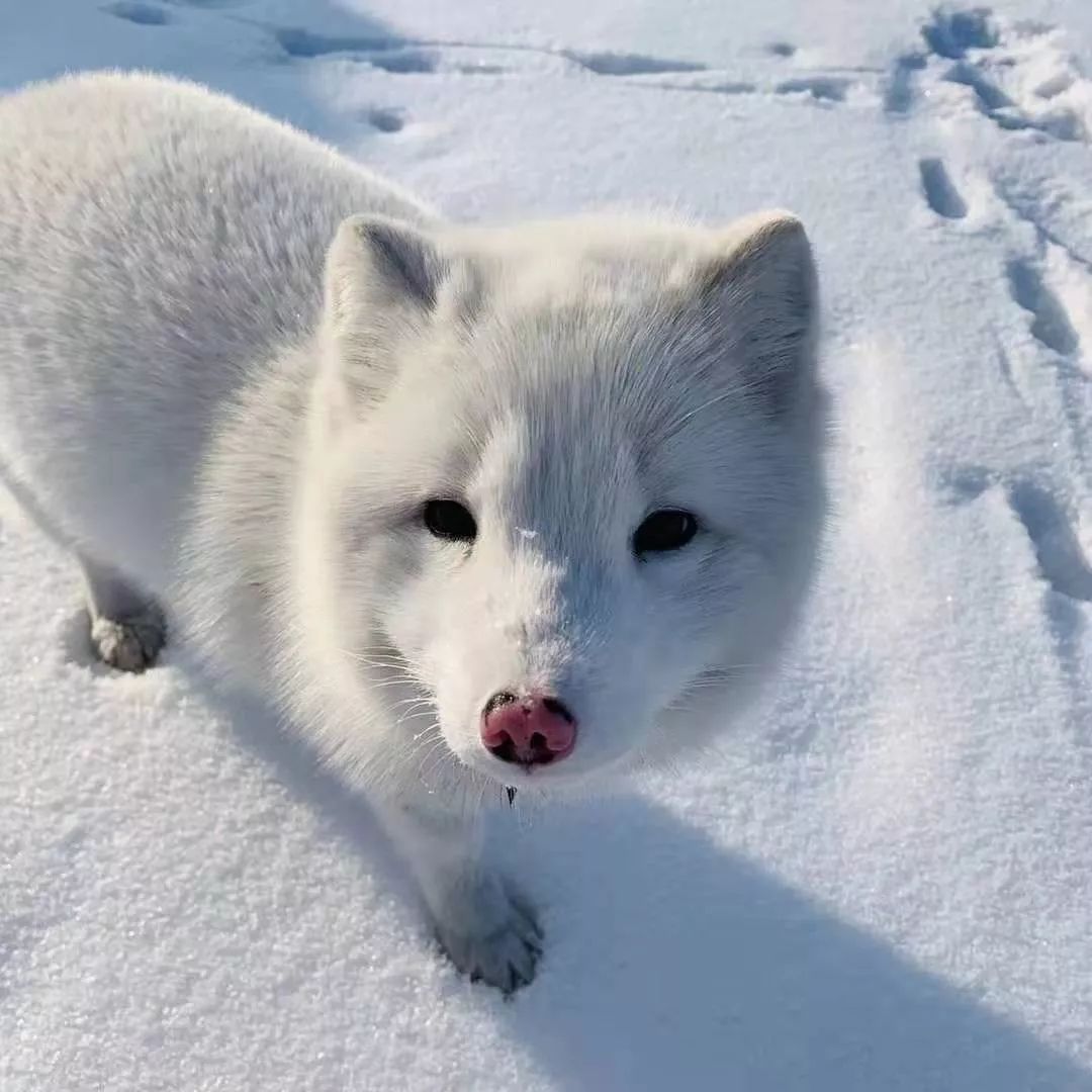 春节专鼠冰雪季来过净月雪世界的冬天才算完整