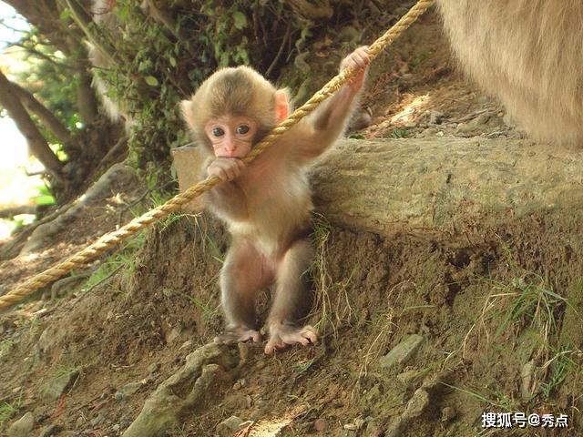 如果不记得17年前导致非典肆虐的果子狸希望这次能让你们记得