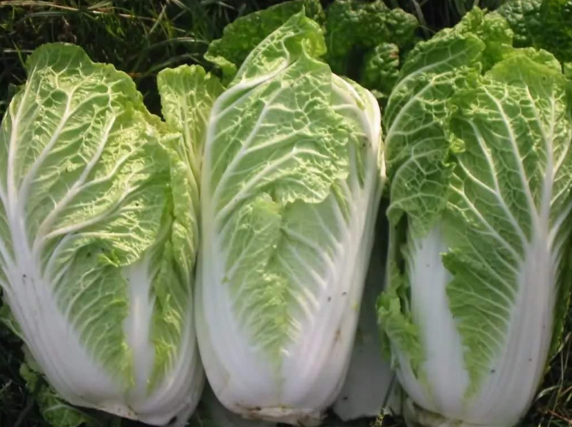 原创常吃白菜的人注意,保存白菜有技巧,我也刚学会,快转告身边人!
